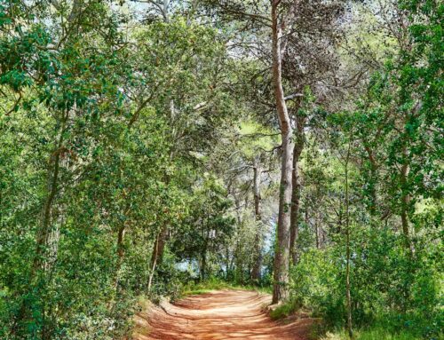 Claus per identificar els arbres més comuns de Catalunya i les seves fulles!